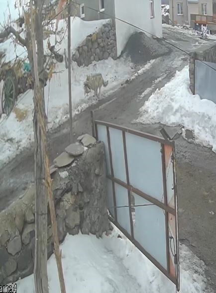 Ardahan’da, kar ve soğuk hava yüzünden yiyecek bulmakta zorlanan bir