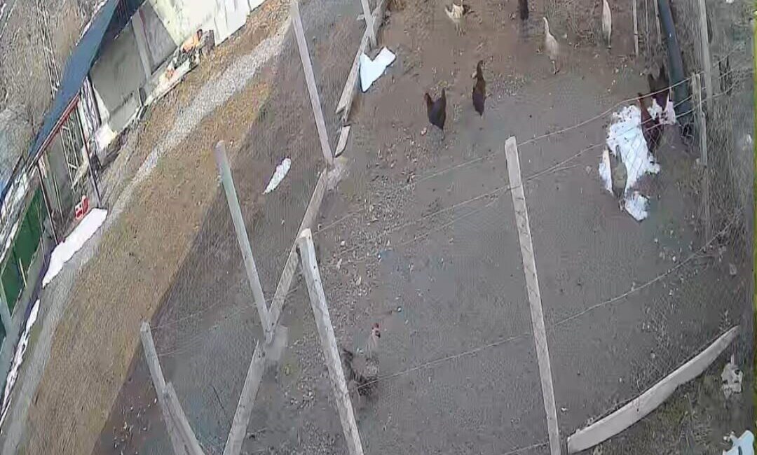 Elazığ’ın Karakoçan ilçesinde tilkinin kümese girerek tavuk çalma anı güvenlik