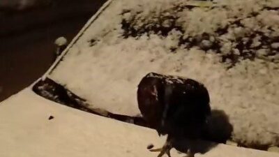 Tokat’ın Artova ilçesinde kümesine giremeyen bir tavuk, park halindeki otomobilin