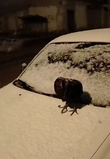 Tokat’ın Artova ilçesinde kümesine giremeyen bir tavuk, park halindeki otomobilin