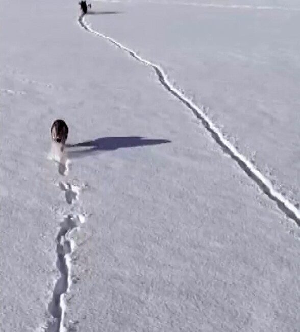 Dondurucu soğukların ve yoğun kar yağışının etkili olduğu Ardahan’da, yiyecek