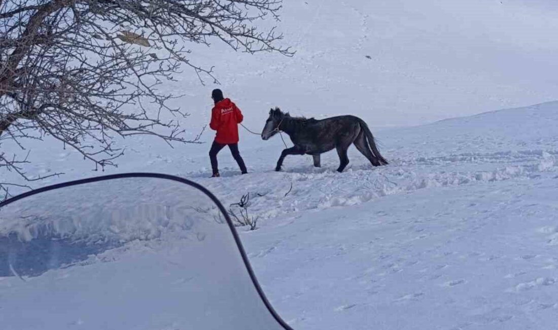 Bingöl’de dağda karlar arasında mahsur kalan ve kurt saldırısına uğrayarak