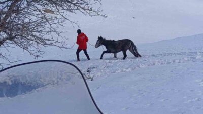 Bingöl’de dağda karlar arasında mahsur kalan ve kurt saldırısına uğrayarak