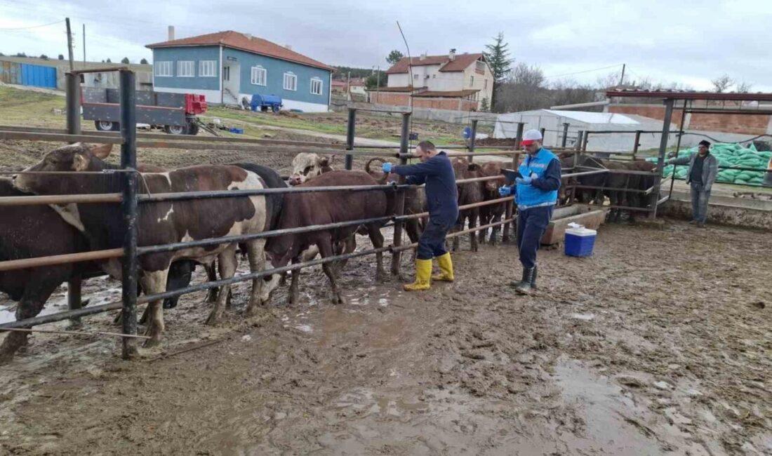 Kütahya’ya Brezilya’dan getirilen ithal besilik erkek sığırlar için millileştirme çalışmaları