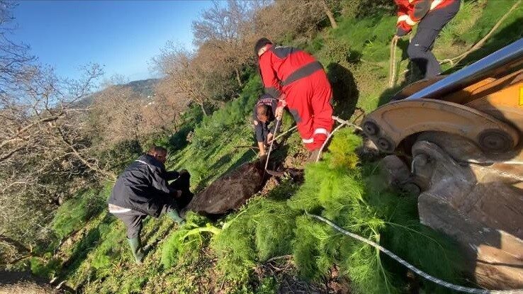 Muğla’nın Bodrum ilçesinde yaklaşık 10 metrelik su kuyusuna düşen buzağı,