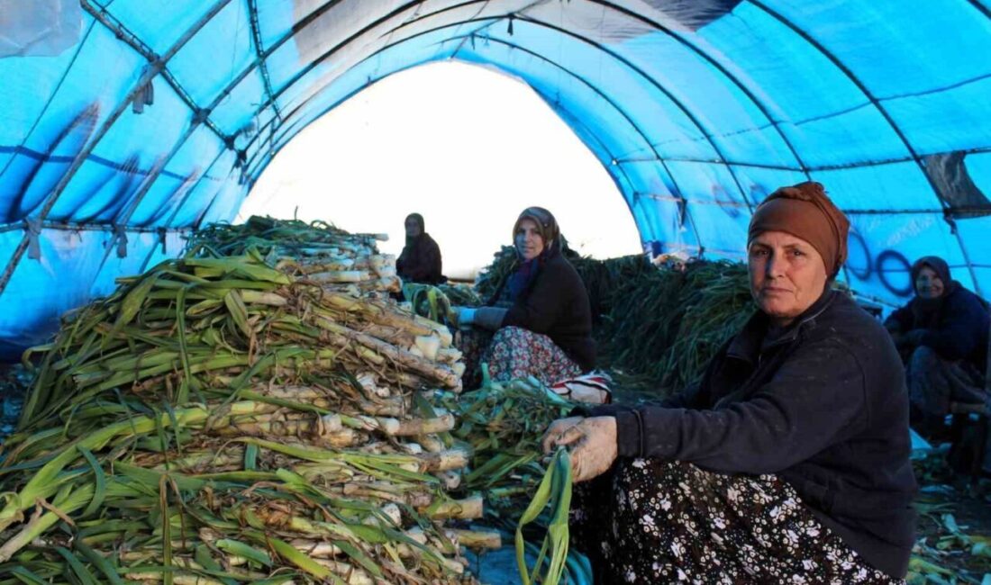 Kırklareli’nin Lüleburgaz ilçesinde pırasa hasadı, İlçe Tarım ve Orman Müdürlüğü
