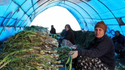 Kırklareli’nin Lüleburgaz ilçesinde pırasa hasadı, İlçe Tarım ve Orman Müdürlüğü
