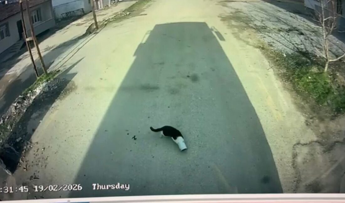 Malatya’da kafasını konserve kutusuna sıkıştıran kedi, otobüs şoförünün dikkati sayesinde