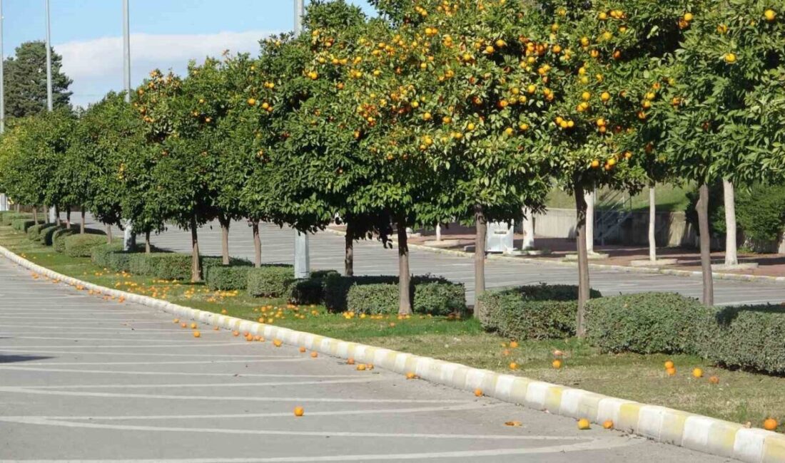 Antalya’nın Manavgat ilçesinde dün etkili olan şiddetli yağmur ve fırtına,