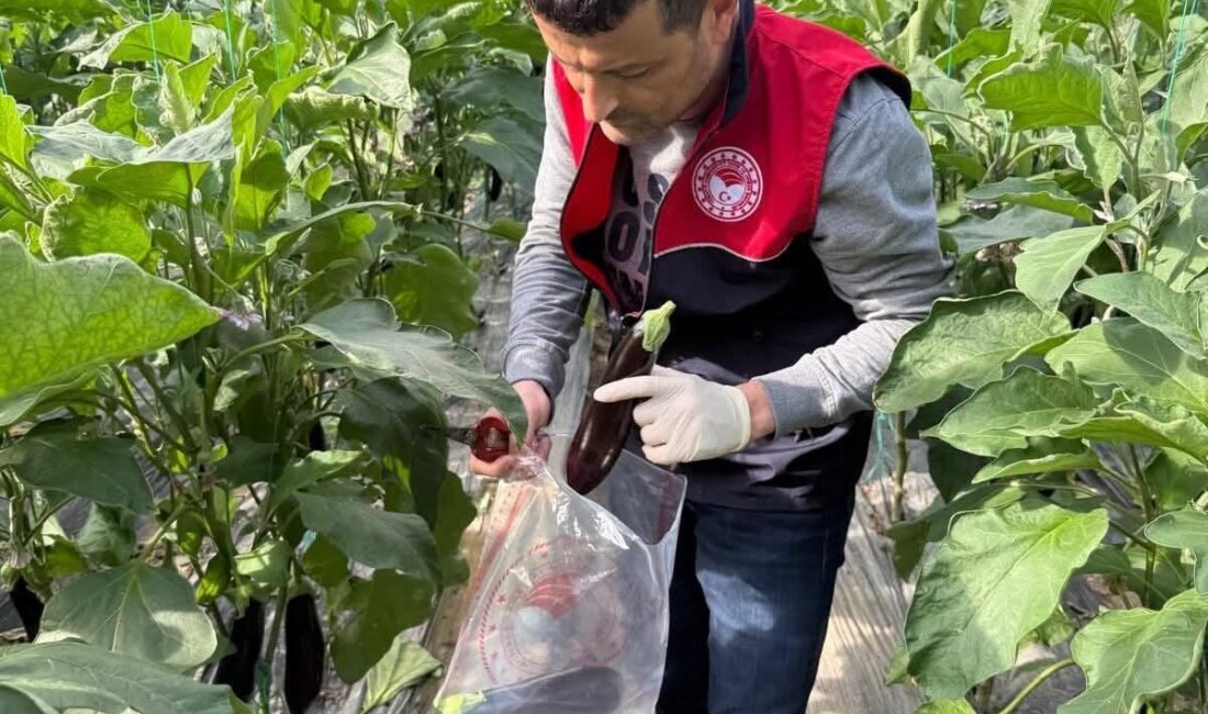 Antalya’nın Manavgat ilçesindeki seralarda pestisit denetimi yapıldı. Manavgat İlçe Tarım