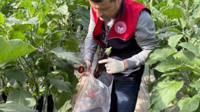 Antalya’nın Manavgat ilçesindeki seralarda pestisit denetimi yapıldı. Manavgat İlçe Tarım