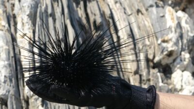 Bandırma Onyedi Eylül Üniversitesi, Denizcilik Fakültesi Öğretim Üyesi Prof. Dr. Mustafa