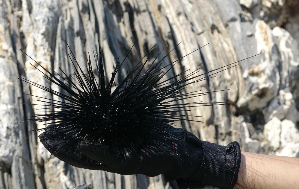 Bandırma Onyedi Eylül Üniversitesi, Denizcilik Fakültesi Öğretim Üyesi Prof. Dr. Mustafa