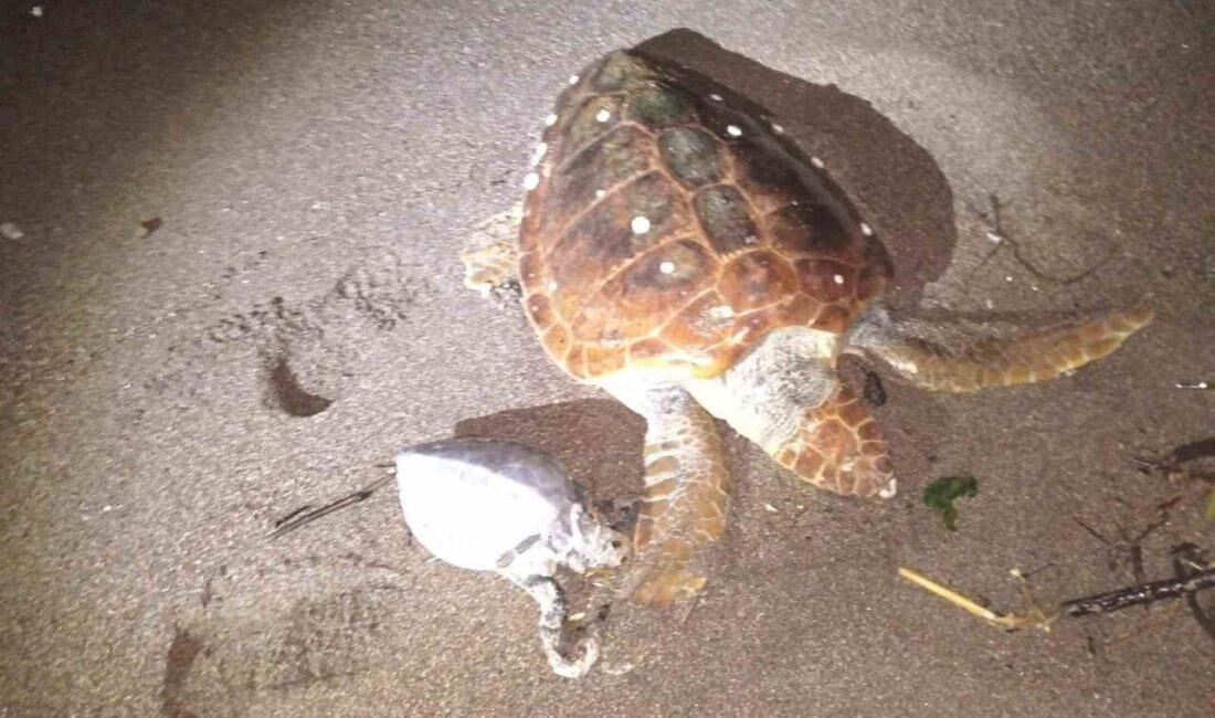 Muğla’nın Marmaris ilçesine bağlı Bayır Mahallesi Çiftlik Koyu’nda biri yetişkin