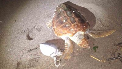 Muğla’nın Marmaris ilçesine bağlı Bayır Mahallesi Çiftlik Koyu’nda biri yetişkin