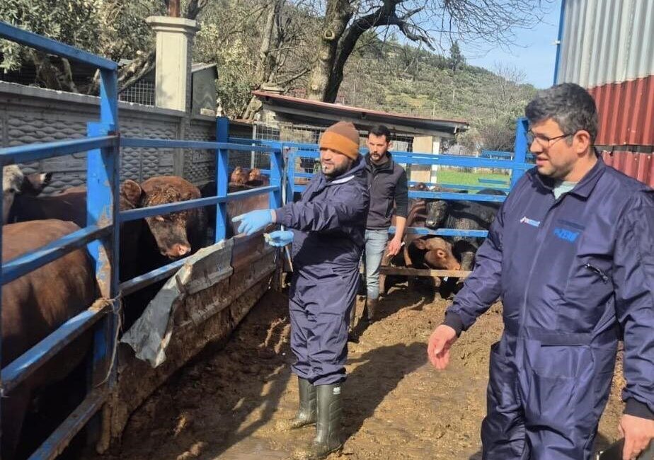 Menteşe İlçe Tarım ve Orman Müdürlüğü ekipleri, 2025 yılı besilik