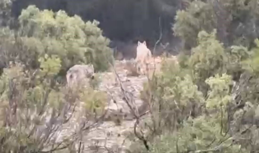 Muğla’nın Menteşe ilçesine bağlı Düzeyn mevkiinde bir kurt ve eşi,