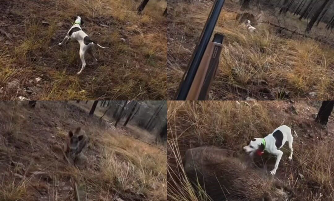 Mersin’de çulluk avına çıkan bir avcı, av köpeğinin tepki verdiği