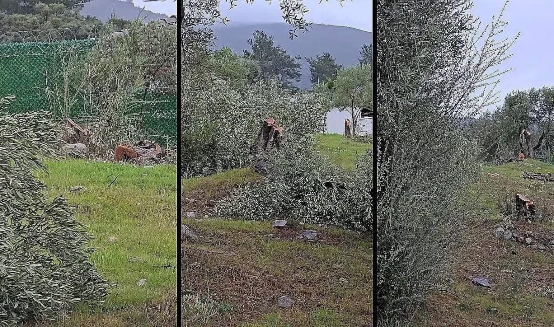 Muğla’nın Milas ilçesindeki bir arazide gerçekleştirilen zeytin ağacı kesimi, bölge