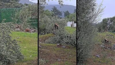 Muğla’nın Milas ilçesindeki bir arazide gerçekleştirilen zeytin ağacı kesimi, bölge