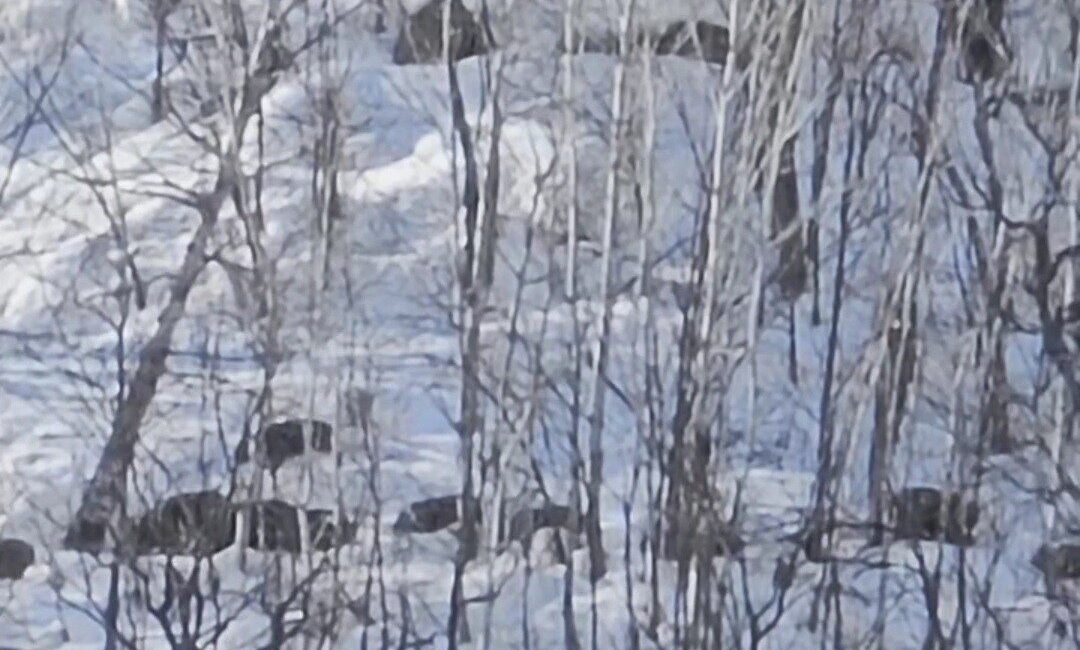 Tunceli’nin doğal güzellikleriyle öne çıkan Munzur Vadisi’nde, karlı dağlarda yiyecek