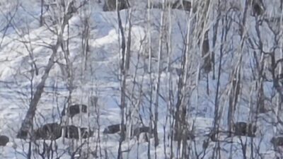 Tunceli’nin doğal güzellikleriyle öne çıkan Munzur Vadisi’nde, karlı dağlarda yiyecek