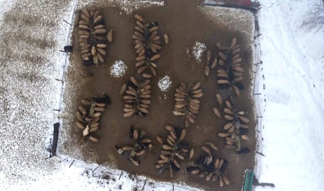 Tarım ve Orman Bakanlığı’nın yem, kredi ve hibe desteğiyle Muş’ta