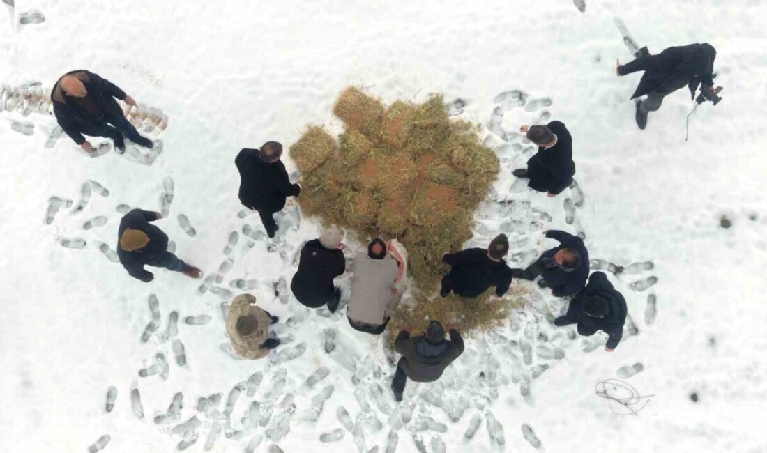 Muş’un Korkut ilçesinde yoğun kar yağışı nedeniyle yiyecek bulmakta zorlanan