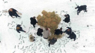 Muş’un Korkut ilçesinde yoğun kar yağışı nedeniyle yiyecek bulmakta zorlanan