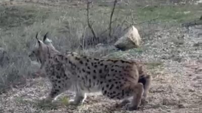 Ankara’nın Nallıhan ilçesine bağlı Sarıkaya köyü mevkiinde, nesli tükenme tehlikesi