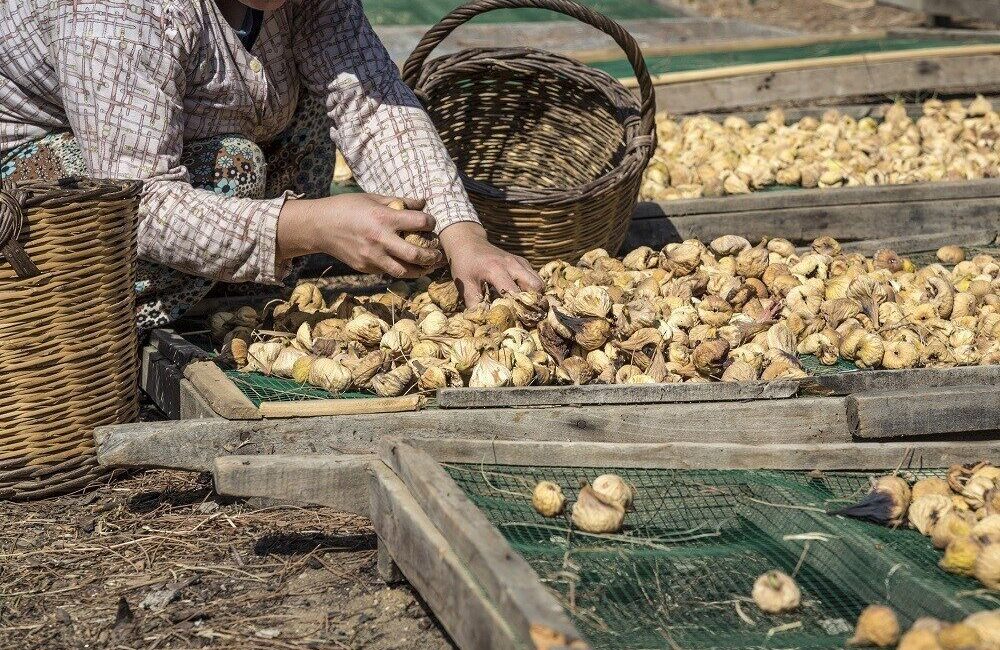 Aydın’ın Nazilli ilçesinde yetiştiricilikten, depolamaya ve hastalıkla mücadeleye kadar geniş