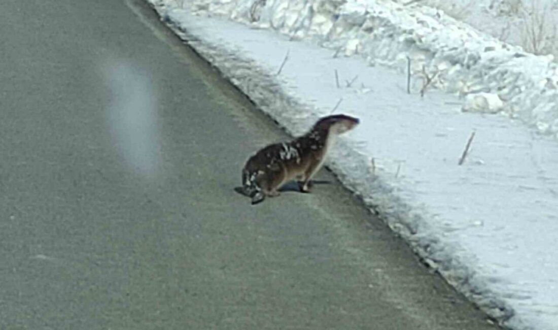 Ardahan’da yolunu kaybeden su samuru kara yolu kenarında görüntülendi. Ardahan’da