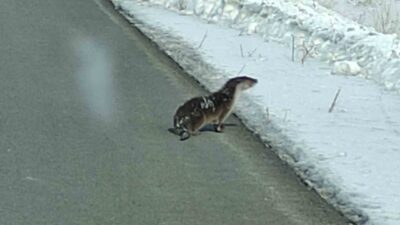 Ardahan’da yolunu kaybeden su samuru kara yolu kenarında görüntülendi. Ardahan’da