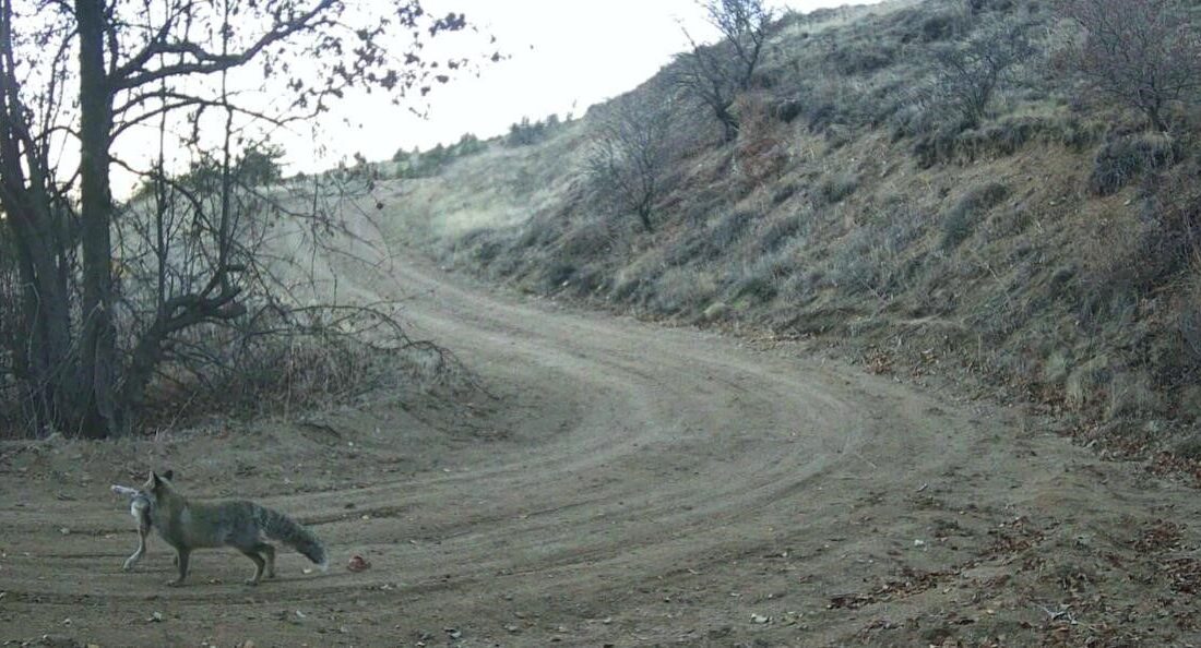 Nevşehir’de yaban hayatı, 15 yaşındaki Osman Yekta Bilgili tarafından doğaya