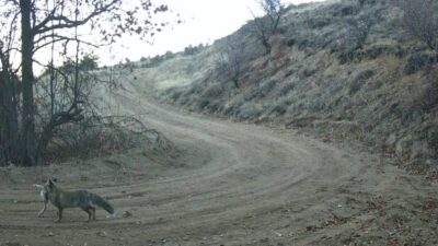Nevşehir’de yaban hayatı, 15 yaşındaki Osman Yekta Bilgili tarafından doğaya