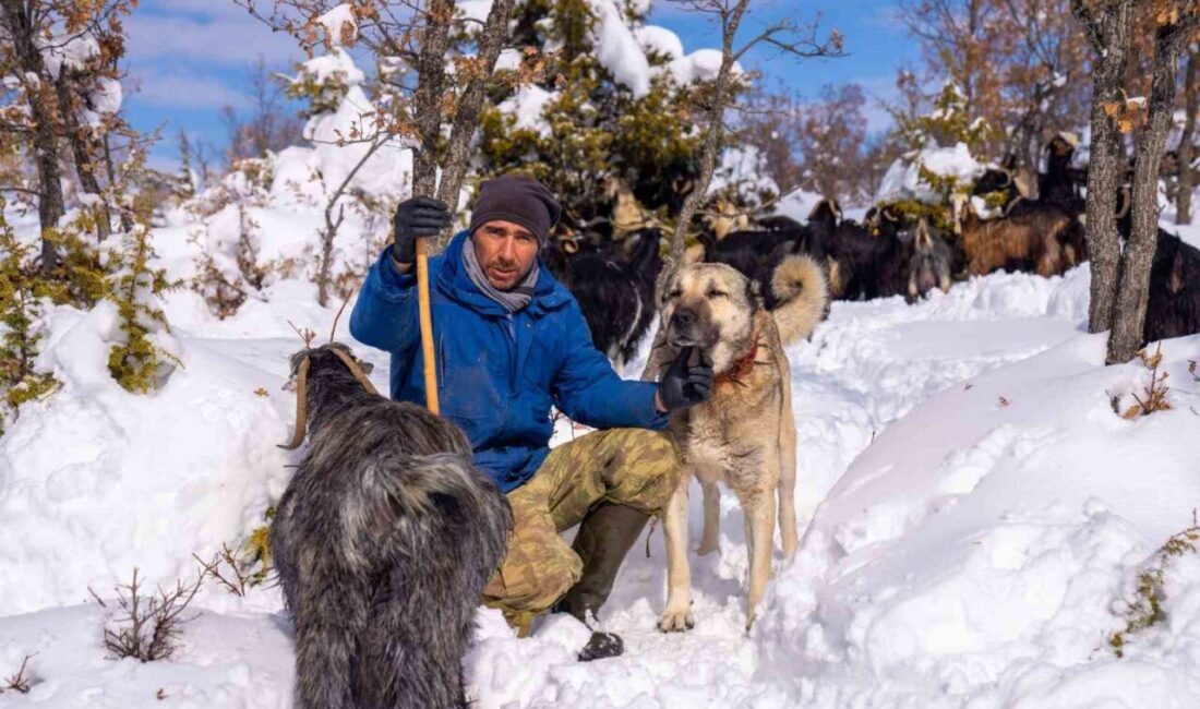 Yozgat’ın Akdağmadeni ilçesinde yaşayan Erkan Taştan, köpeğini öldürenlerin bulunmasını istiyor.