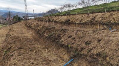 Ordu Büyükşehir Belediyesinin tarım iştirak şirketi ORTAR A.Ş. tarafından yürütülen