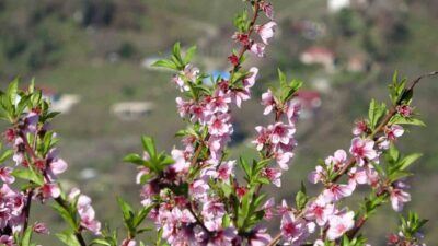 Ordu’da soğuk havaların ardından hızlı şekilde yükselen sıcaklıklar yalancı baharla
