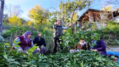 Samsun’da orman köylüleri, defne yapraklarından, trüf mantarından ve tıbbi aromatik