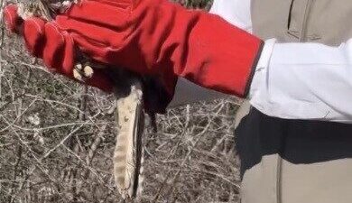 Osmaniye’de yaralı halde bulunarak koruma altına alınan 2 şahin, tedavi