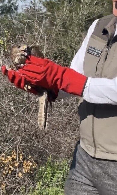Osmaniye’de yaralı halde bulunarak koruma altına alınan 2 şahin, tedavi
