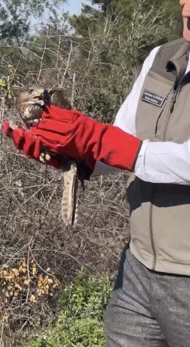 Osmaniye’de yaralı halde bulunarak koruma altına alınan 2 şahin, tedavi