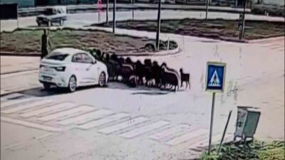 Hatay’da kavşaktan geçmek isteyen koyun sürüsünün arasına dalan otomobilin o