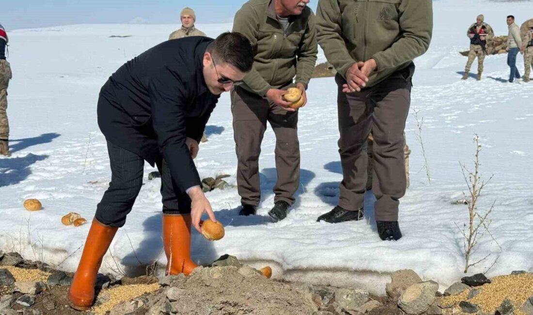 Van’ın Özalp ilçesinde ağır kış şartları nedeniyle doğaya yem bırakıldı.