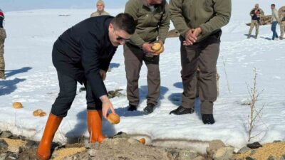 Van’ın Özalp ilçesinde ağır kış şartları nedeniyle doğaya yem bırakıldı.