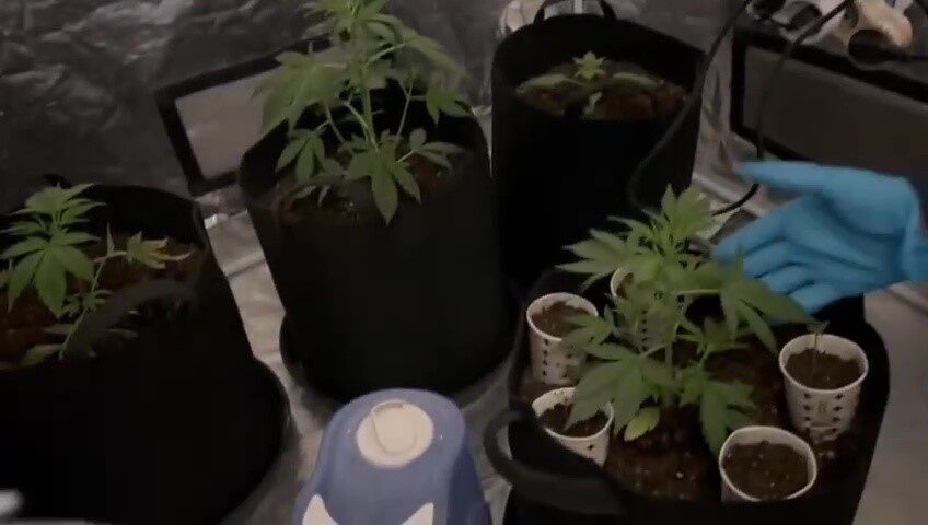 Düzce’de Emniyet Müdürlüğü Narkotik Suçlarla Mücadele Şube Müdürlüğü ekipleri tarafından