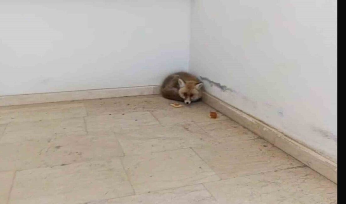 Elazığ’ın Palu ilçesindeki bir ilkokulun içine giren tilki, merdiven boşluğunda