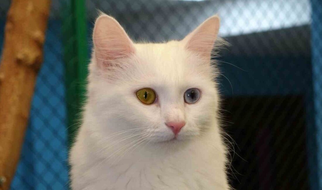 Van Kedisi Araştırma ve Uygulama Merkezi Müdürü Prof. Dr. Abdullah