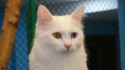 Van Kedisi Araştırma ve Uygulama Merkezi Müdürü Prof. Dr. Abdullah