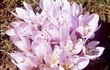 Pülümür Vadisi bölgesinde çiğdemler yalancı bahara aldandı, erkenden açtı. Tunceli’de